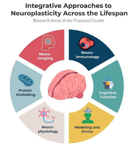 The Research Areas of the proposed cluster, Integrative Approaches to the Neuroplasticity Across the Lifespan, described in a cyclical cycle with different colors for each research area around a brain.